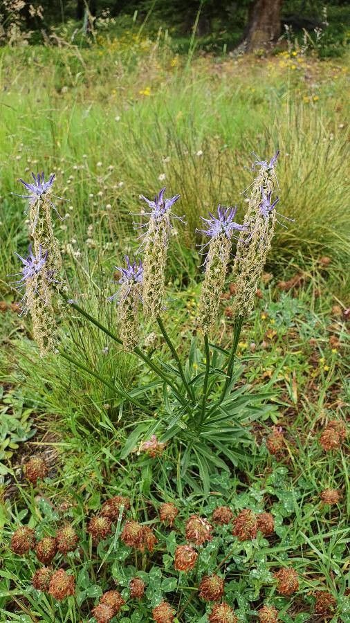 Phyteuma scorzonerifolium habit
