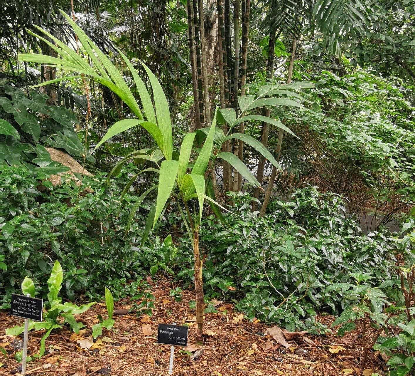 Pinanga densiflora habit