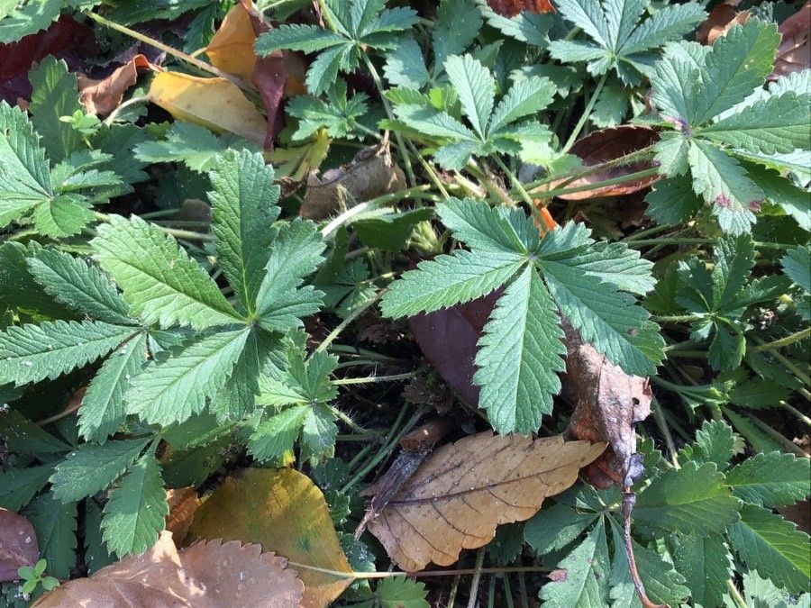 Potentilla asturica leaf