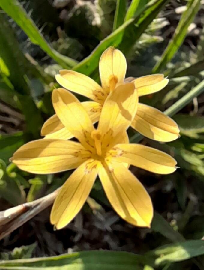 Sisyrinchium pachyrhizum — search result for 'Sisyrinchium'