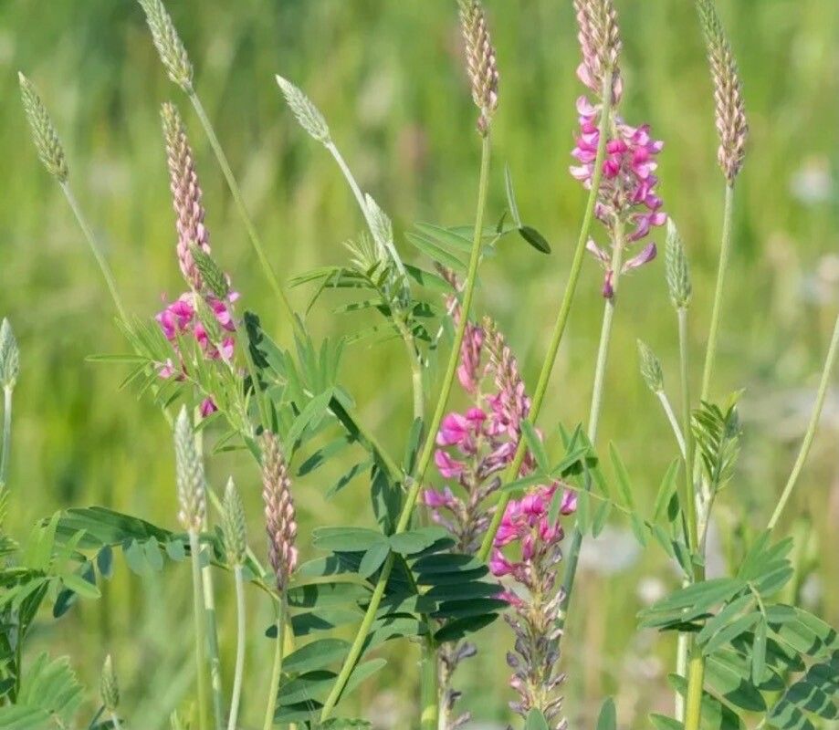 Onobrychis arenaria flower