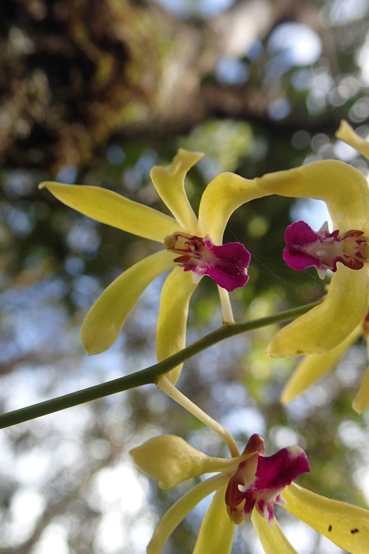 Dendrobium oppositifolium flower