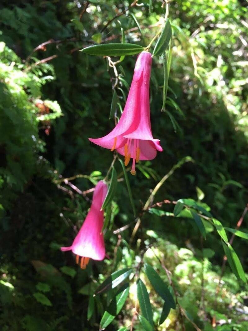 Philesia magellanica flower