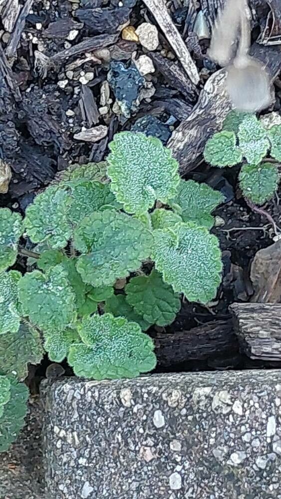 Scutellaria rubicunda leaf