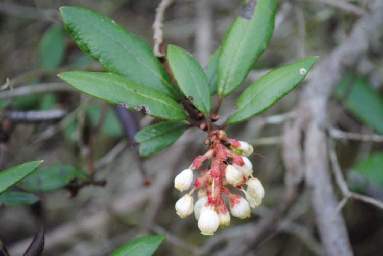 Xylococcus bicolor flower