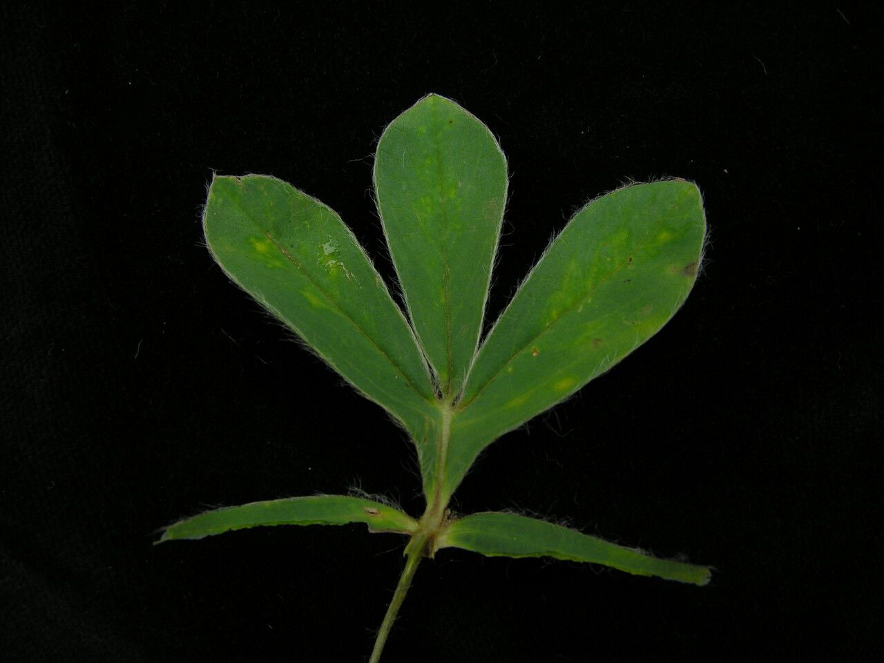 Thermopsis barbata other