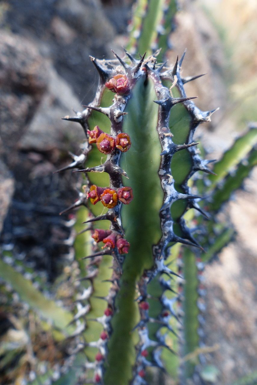 Euphorbia scarlatina fruit