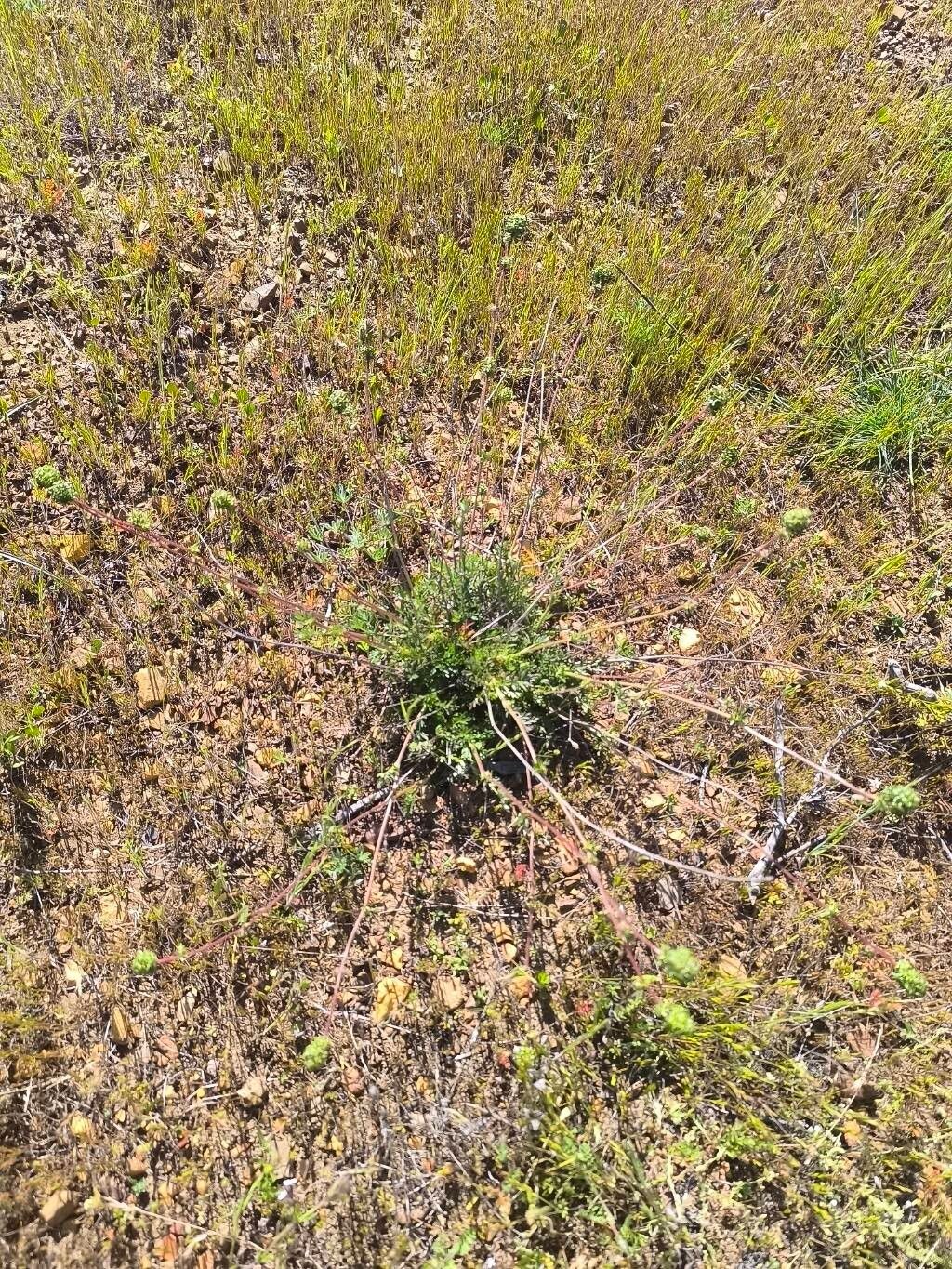 Chorizanthe virgata — houseplant care guide