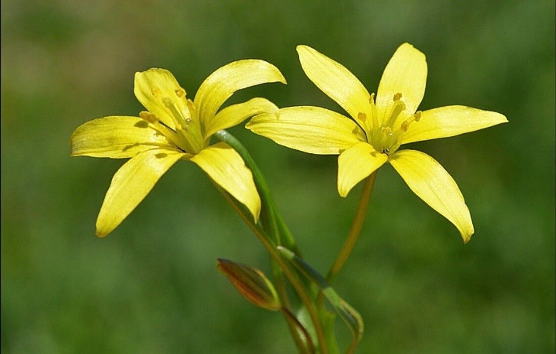 Gagea durieui — search result for 'Gagea'