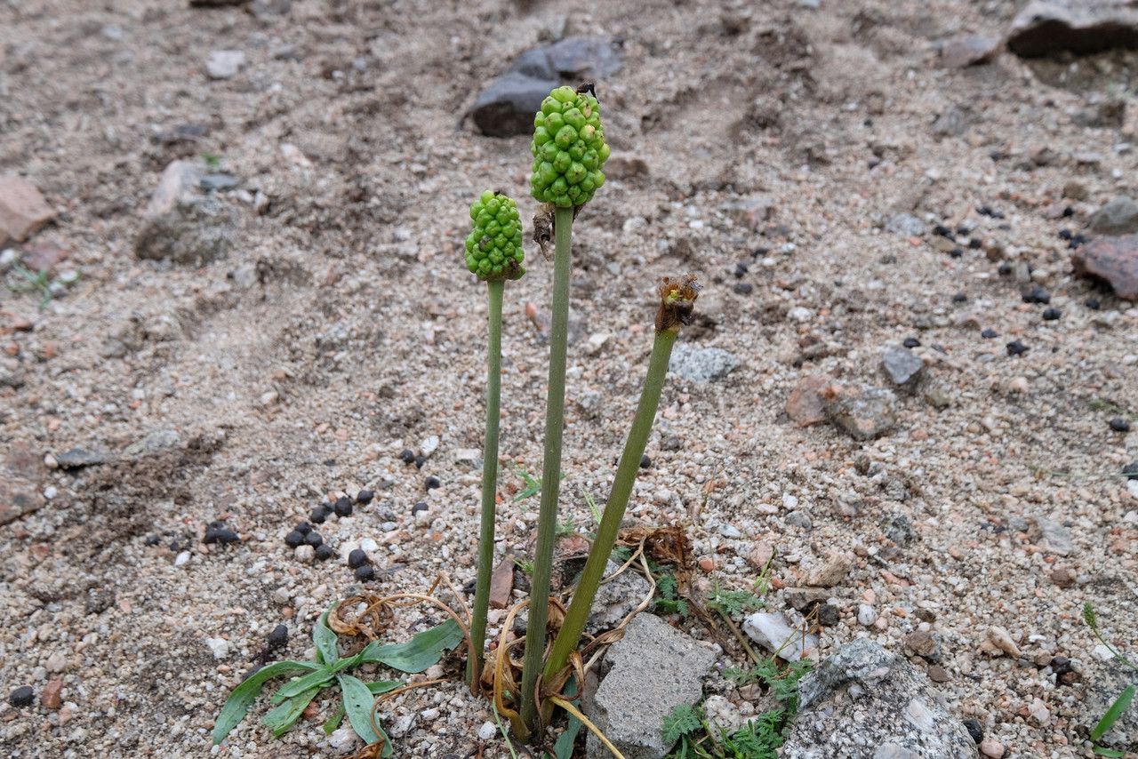 Arum orientale — search result for 'Ukraine'