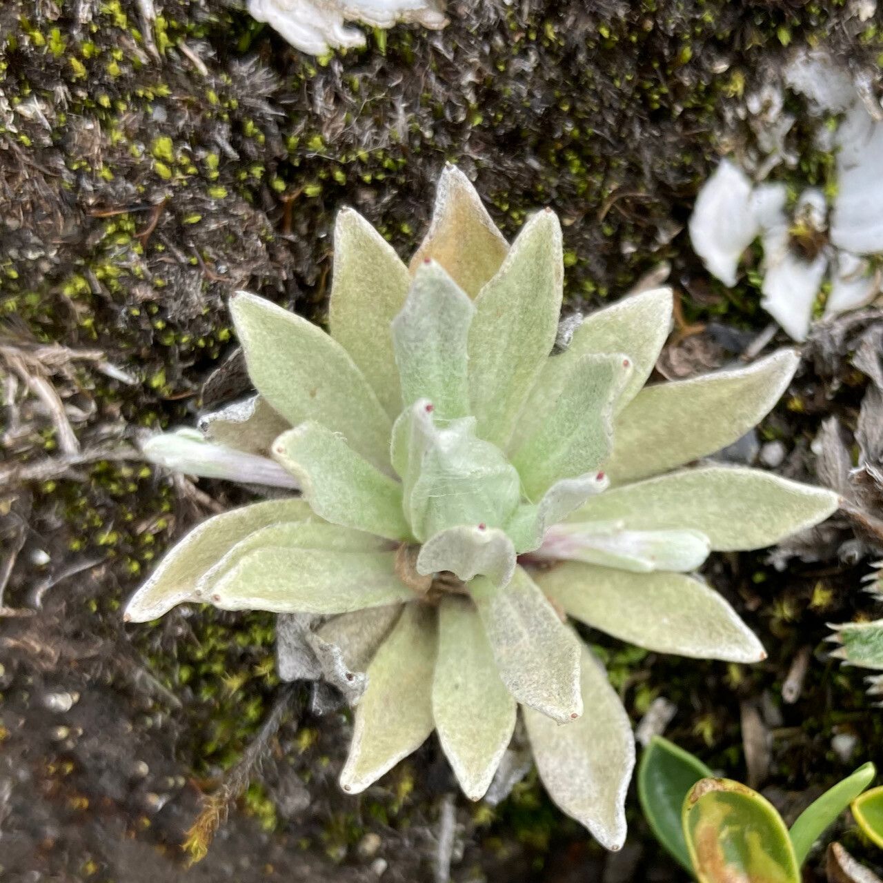 Mniodes longifolia — related species from the same genus