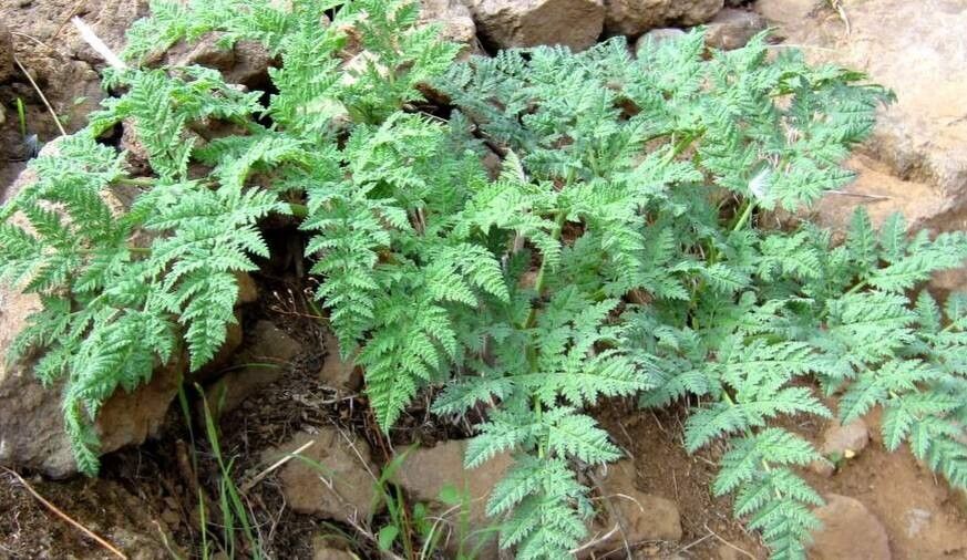 Pimpinella dendroselinum habit