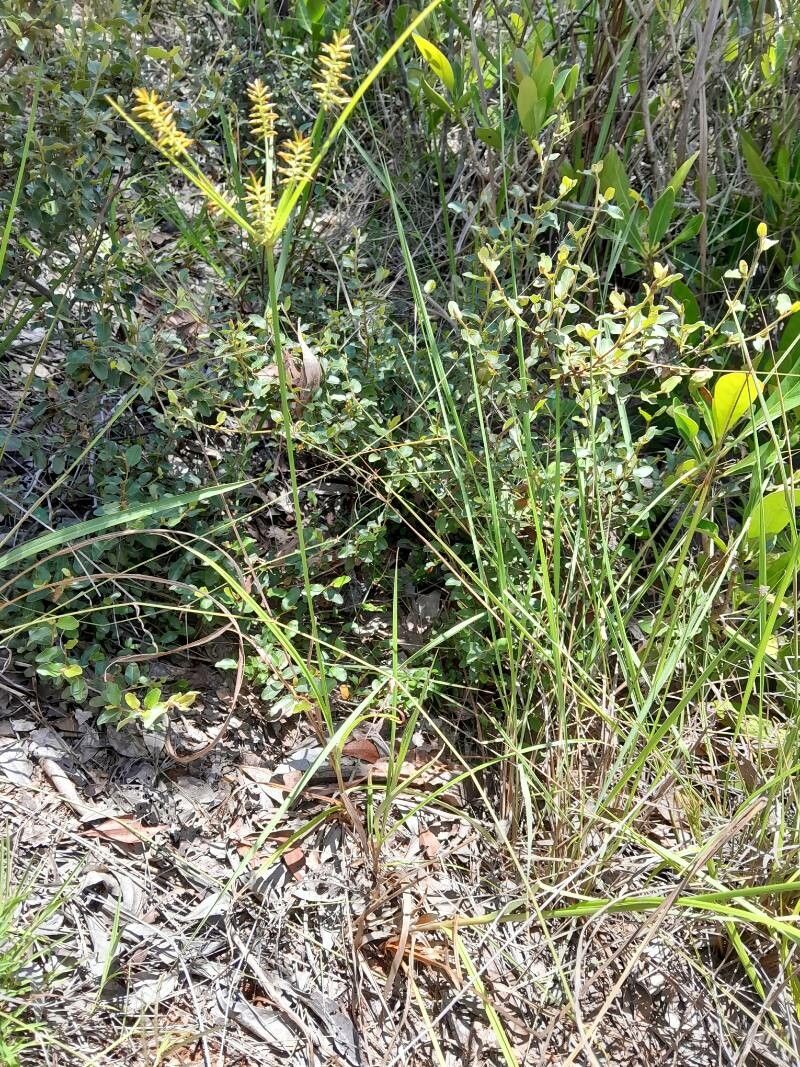 Cyperus impubes habit