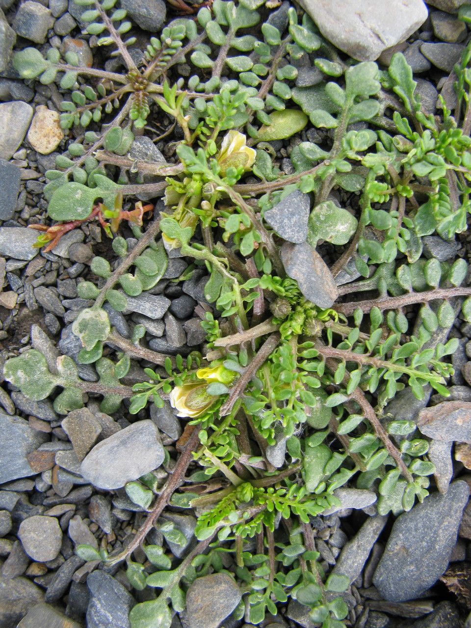 Rorippa nana — search result for 'Rorippa'