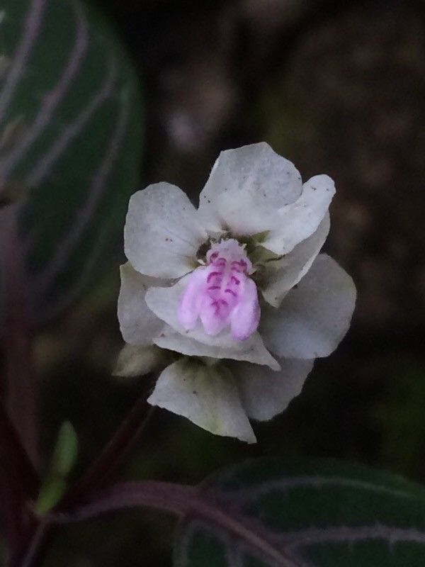 Justicia haplostachya flower