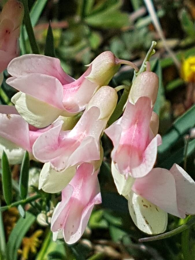 Lathyrus pannonicus flower