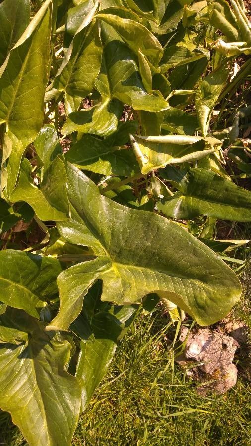 Arum italicum var. neglectum x Arum maculatum — houseplant care guide
