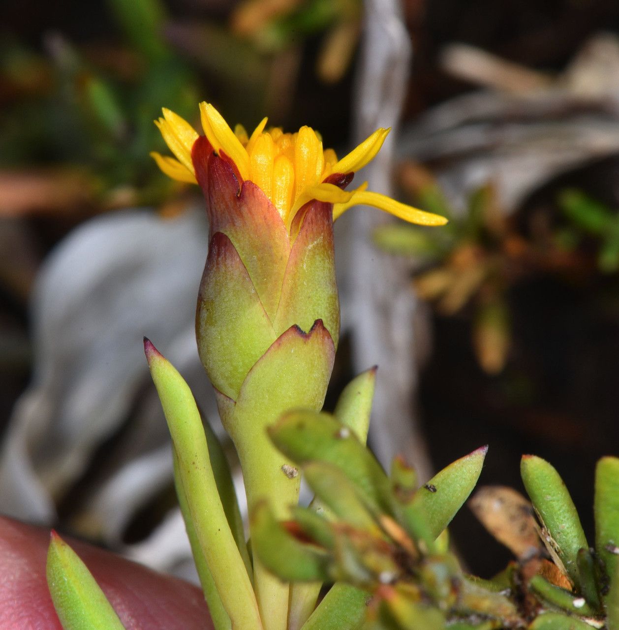 Jaumea carnosa flower