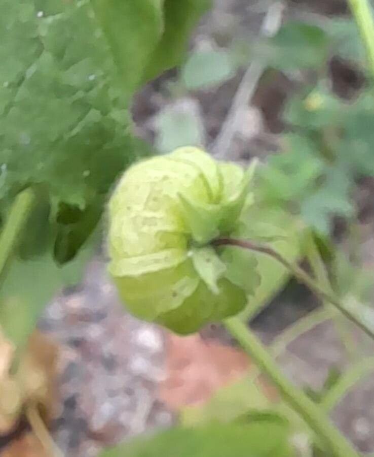 Herissantia crispa fruit