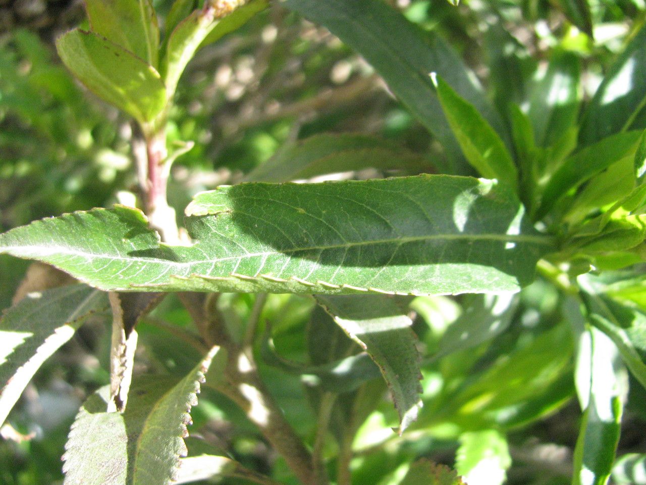 Baccharis densiflora — search result for 'Baccharis'