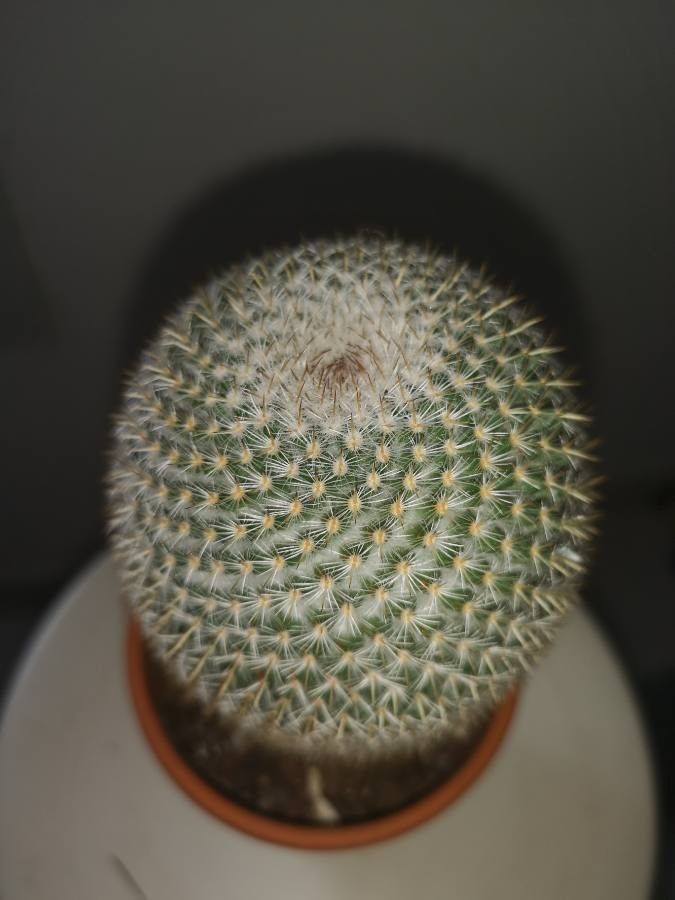 Mammillaria perbella habit