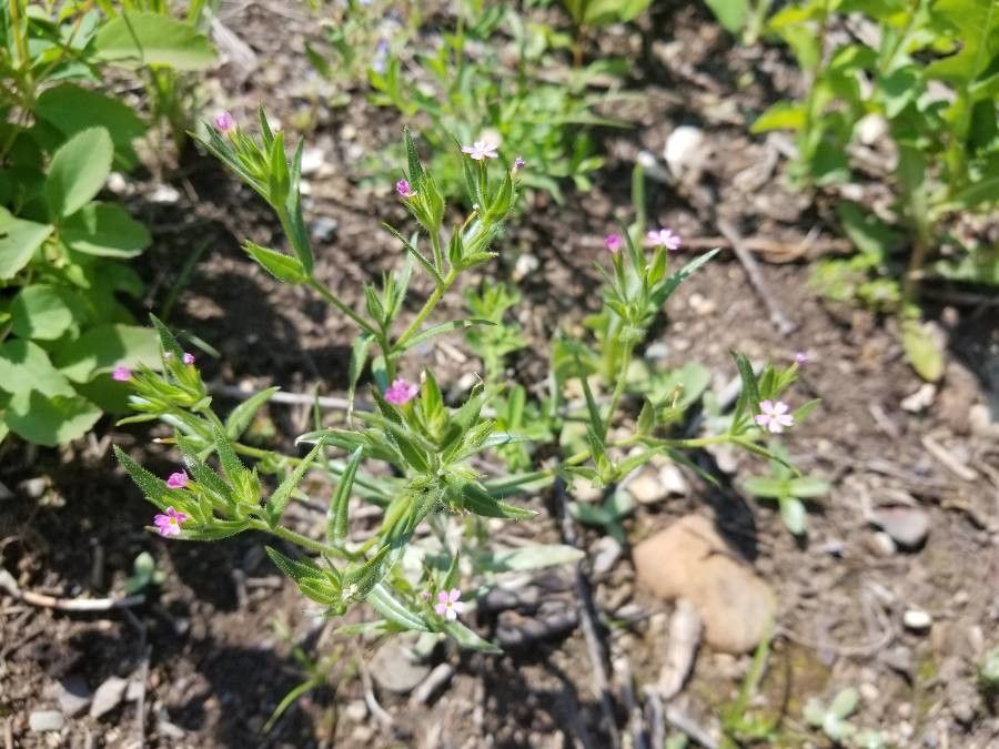 Microsteris gracilis flower