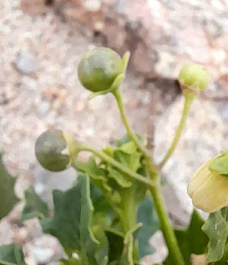 Solanum echegarayi fruit