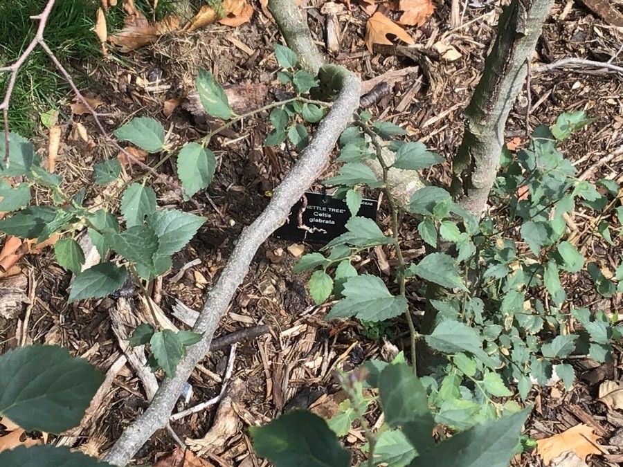 Celtis iguanaea — search result for 'Guatemala'