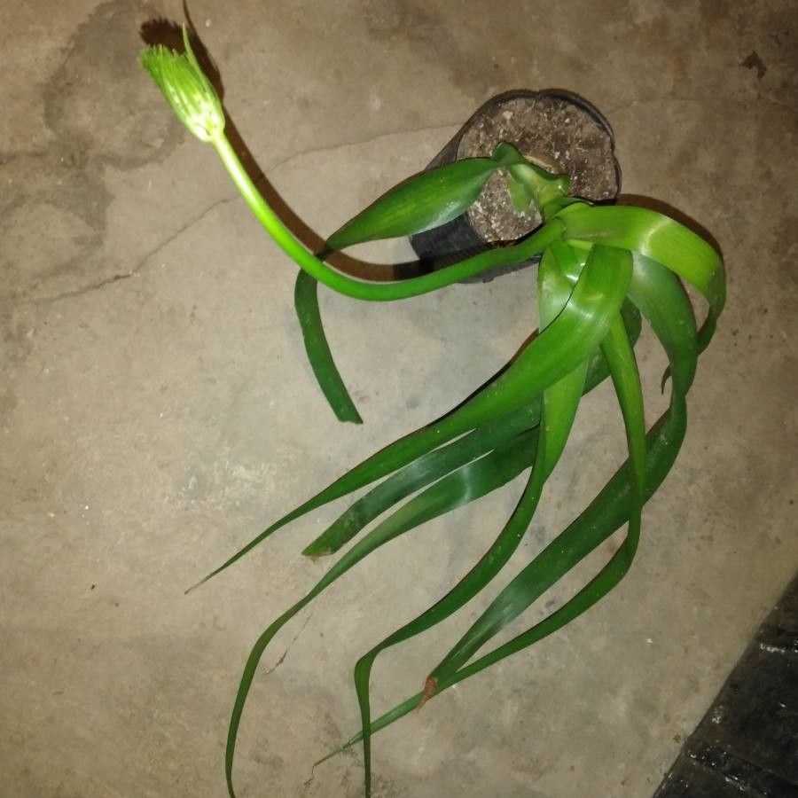 Stellarioides longebracteata — sleep aid houseplant