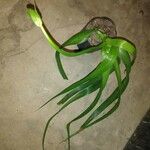 Stellarioides longebracteata