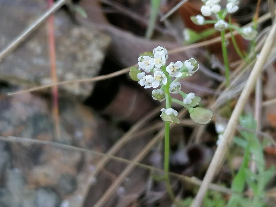 Teesdalia coronopifolia fruit