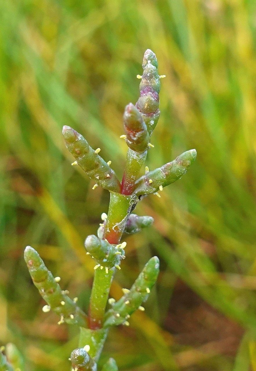 Salicornia europaea flower