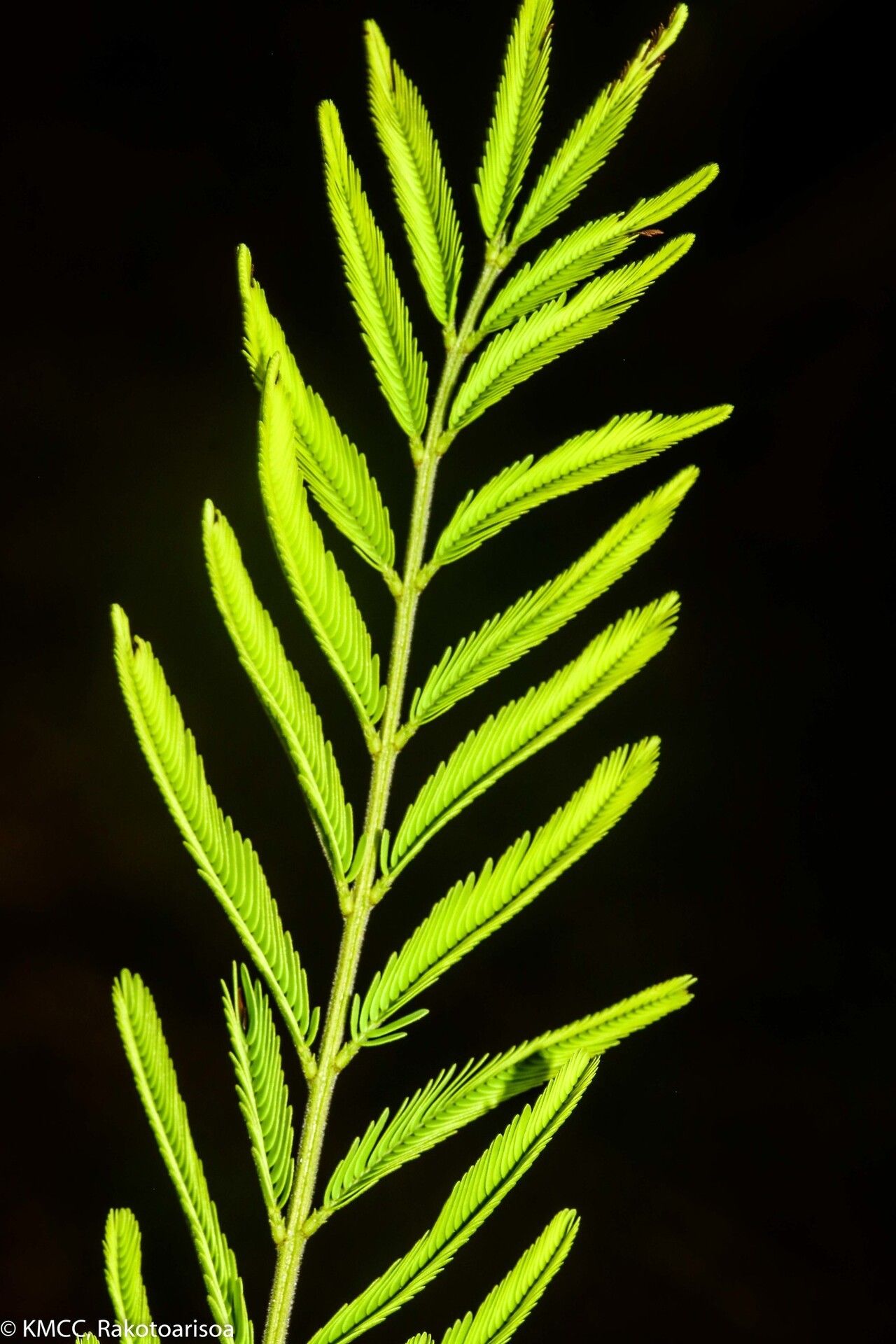 Mimosa menabeensis — search result for 'Mimosa'