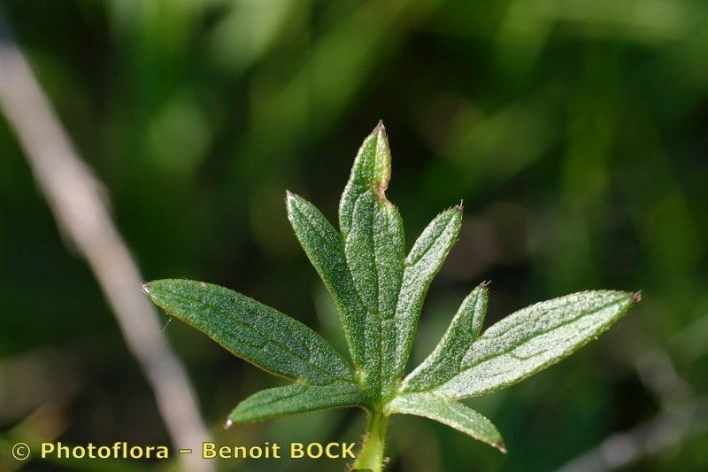 Ranunculus × polyanthemoides — houseplant care guide