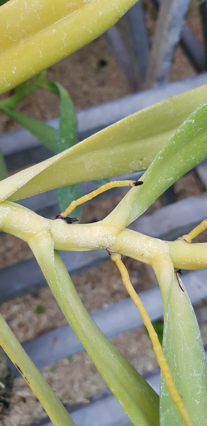 Diaphananthe ichneumonea bark