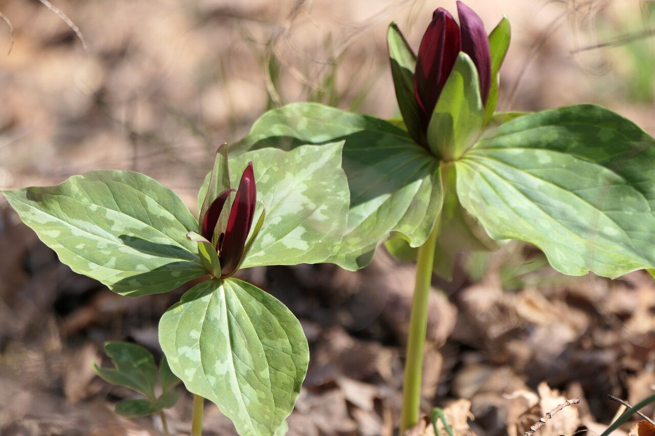 Trillium cuneatum habit
