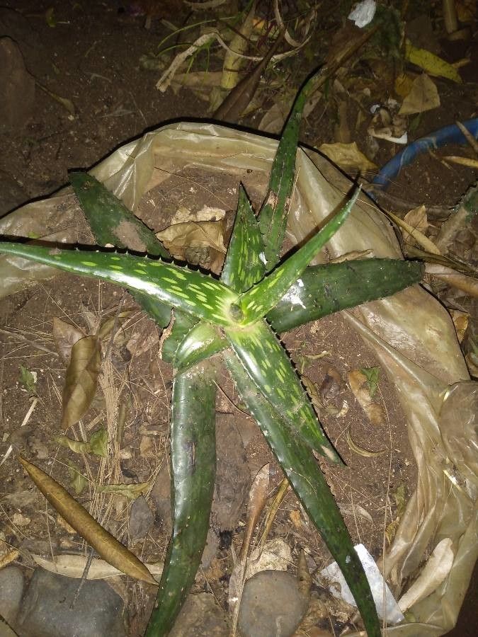 Aloe pirottae — houseplant care guide