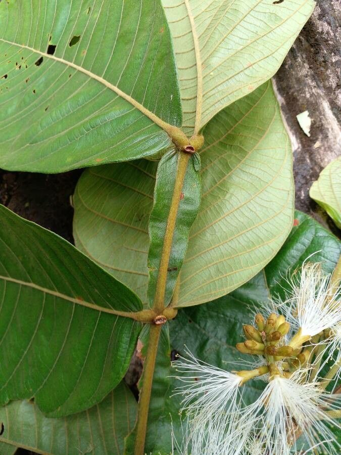 Inga oerstediana — search result for 'Trinidad and Tobago'