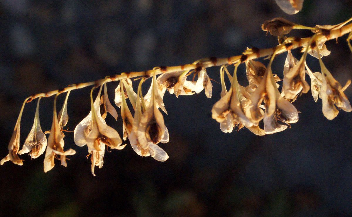 Fallopia sachalinensis fruit