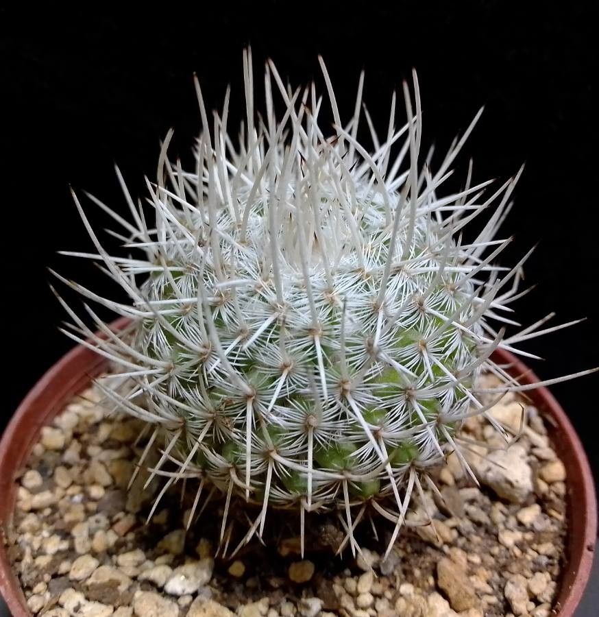 Mammillaria geminispina bark