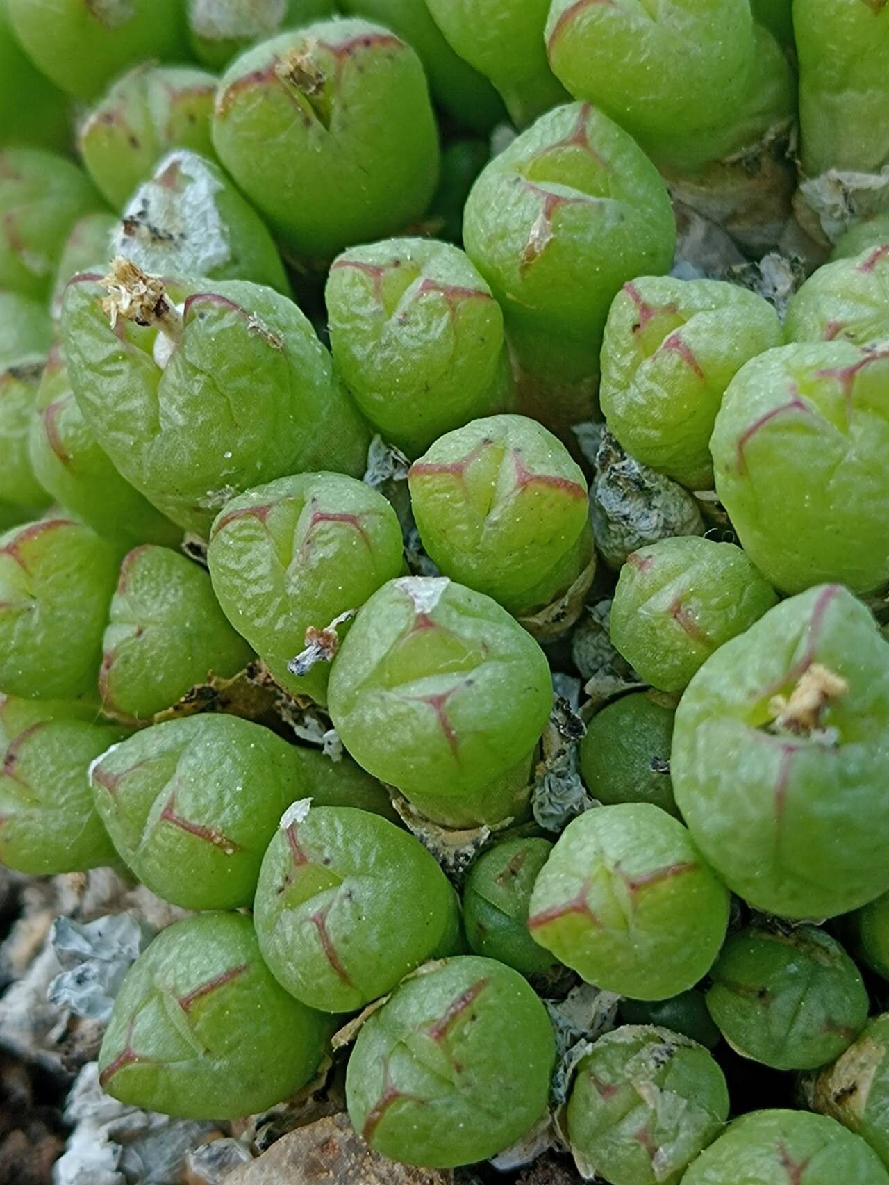 Conophytum loescheanum — houseplant care guide