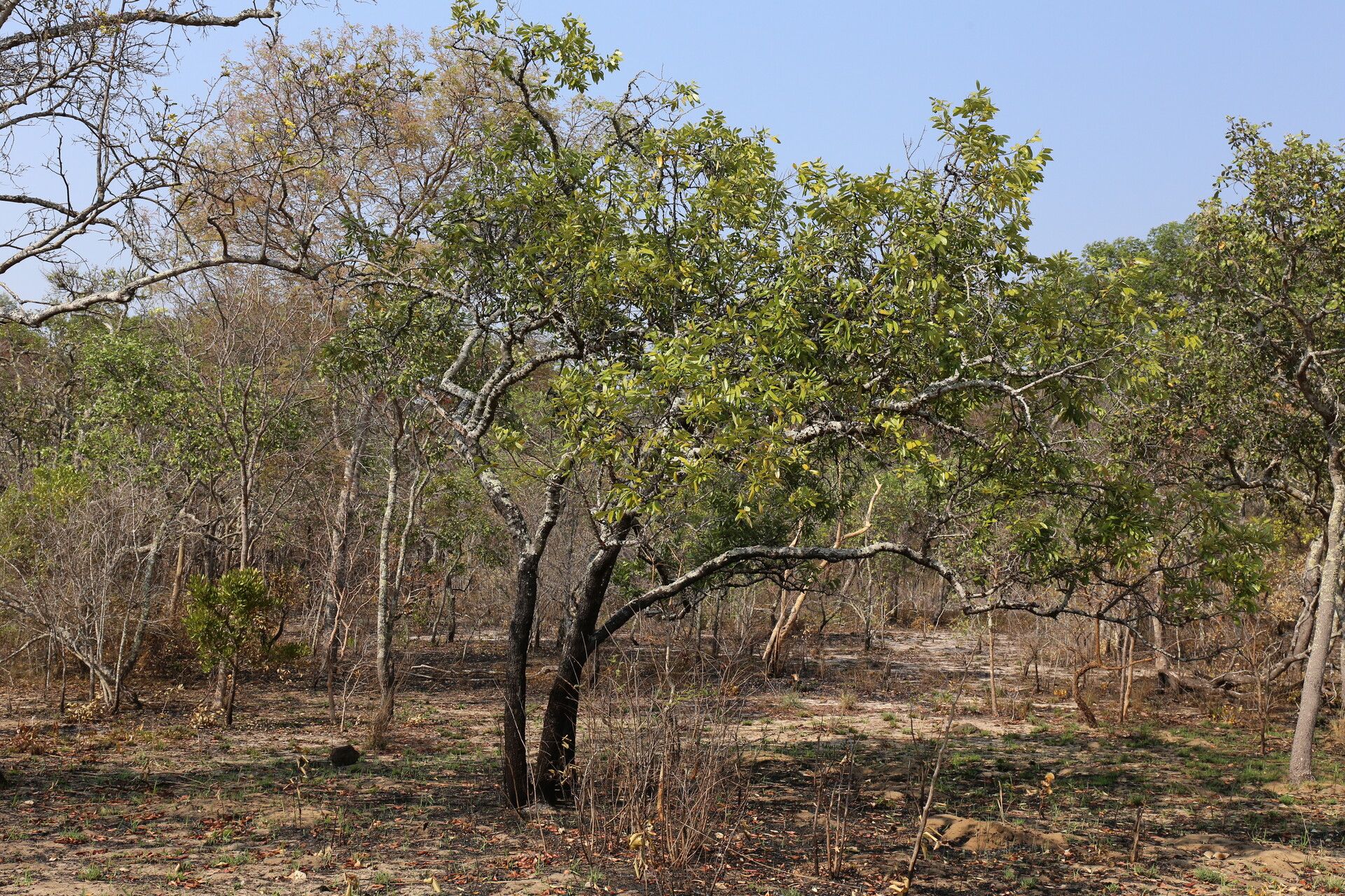 Diospyros batocana habit