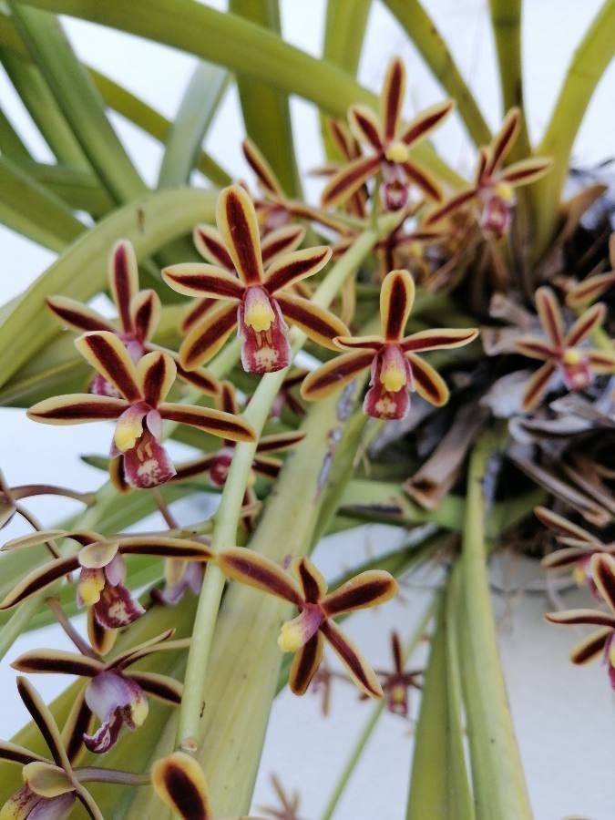 Cymbidium aloifolium flower