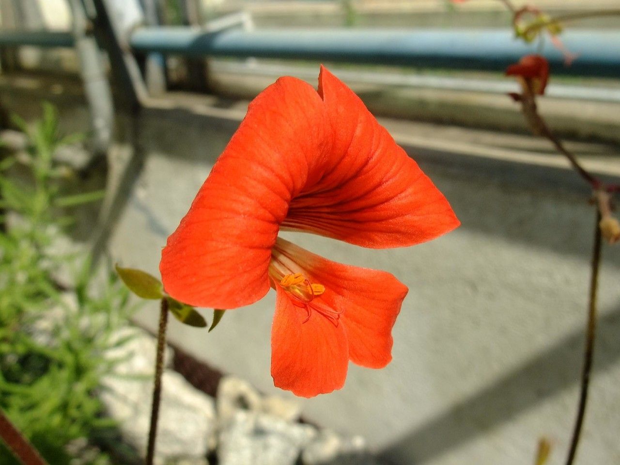 Pelargonium boranense flower