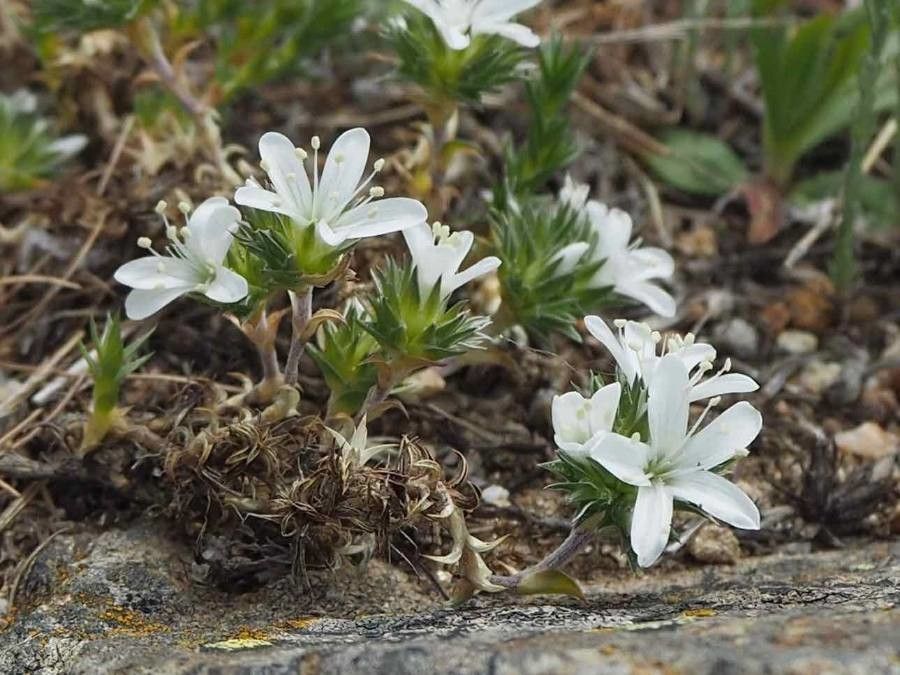Arenaria aggregata flower