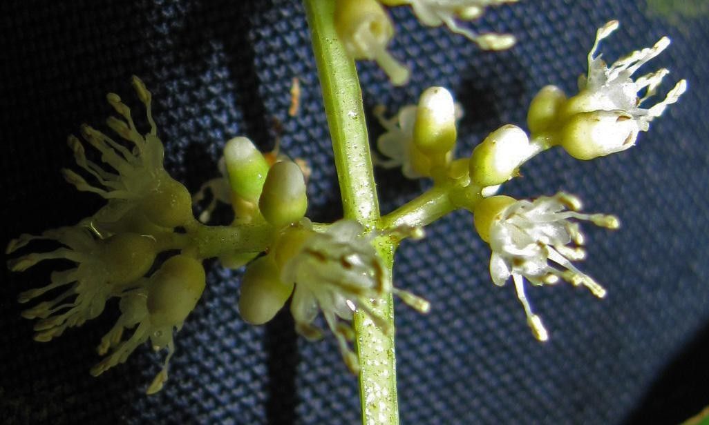 Miconia theaezans fruit