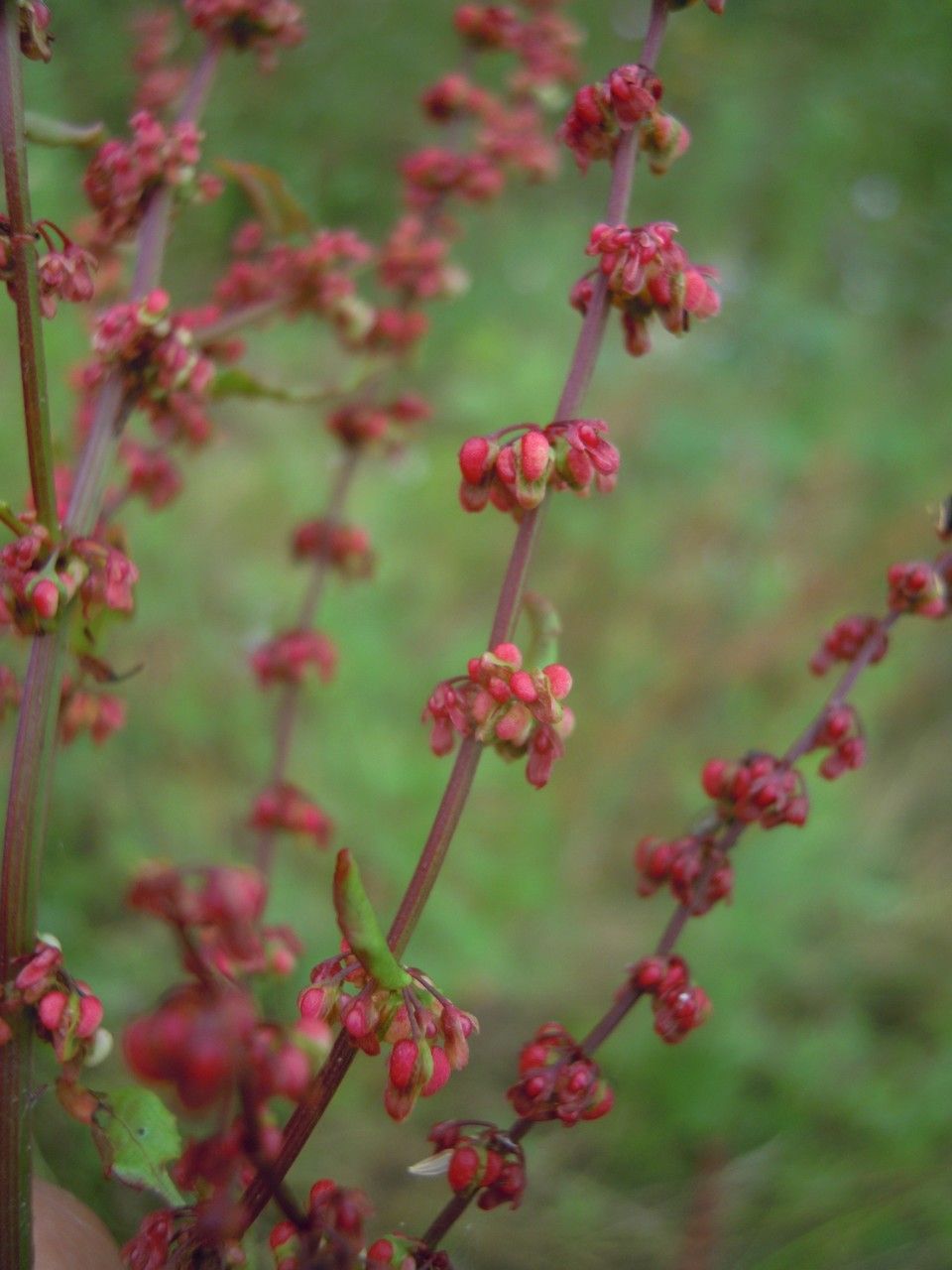Rumex x ruhmeri other