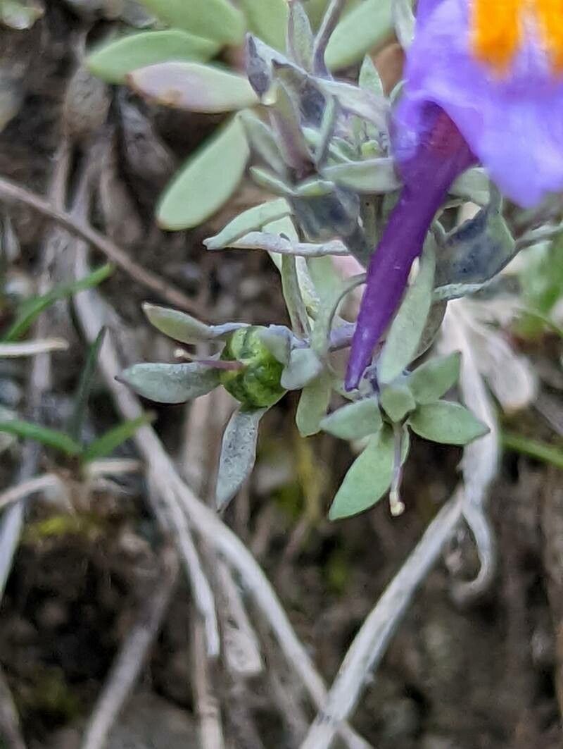 Linaria alpina fruit
