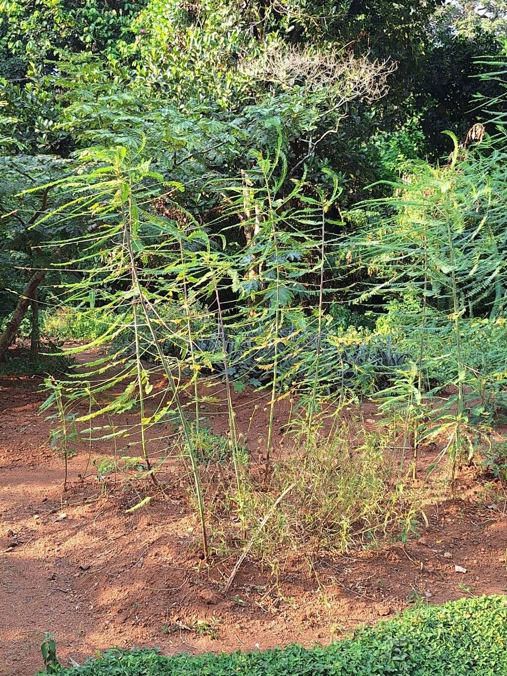 Sesbania exasperata — search result for 'Sesbania'