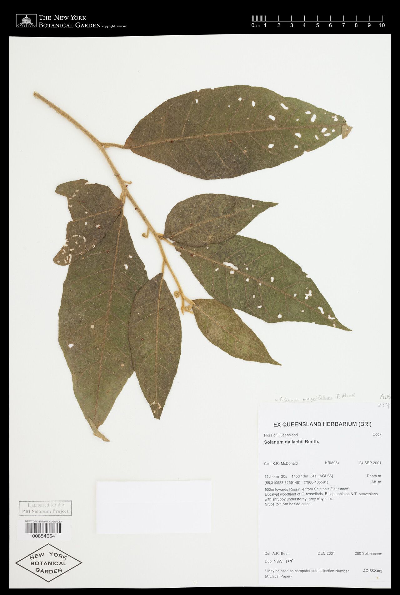 Solanum magnifolium — houseplant care guide